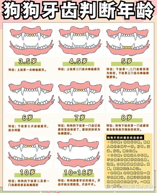 博美狗狗的年龄怎么算呢