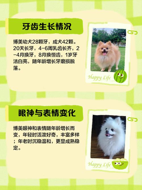 狗狗几个月算一岁