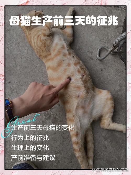 猫快生了前三天的征兆