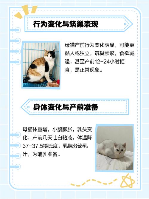 猫咪快生了有什么预兆