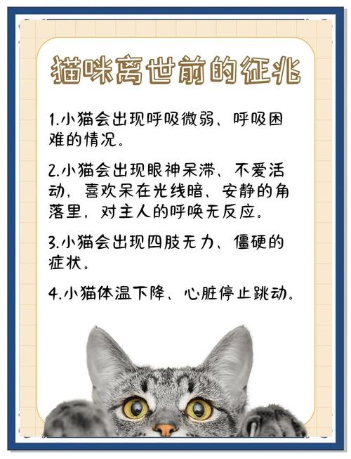 猫咪要生了会有什么表现