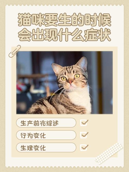 猫咪要生产前的症状