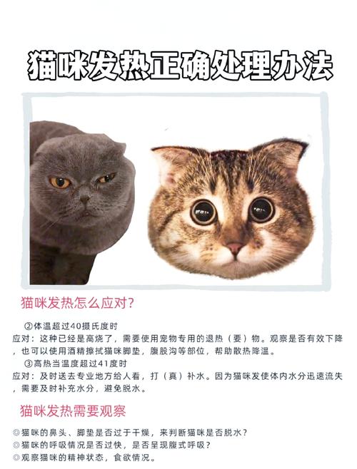 怎么给猫量体温