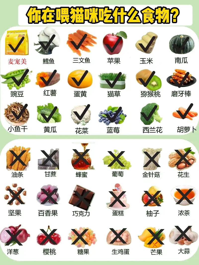 猫猫吃什么食物比较好