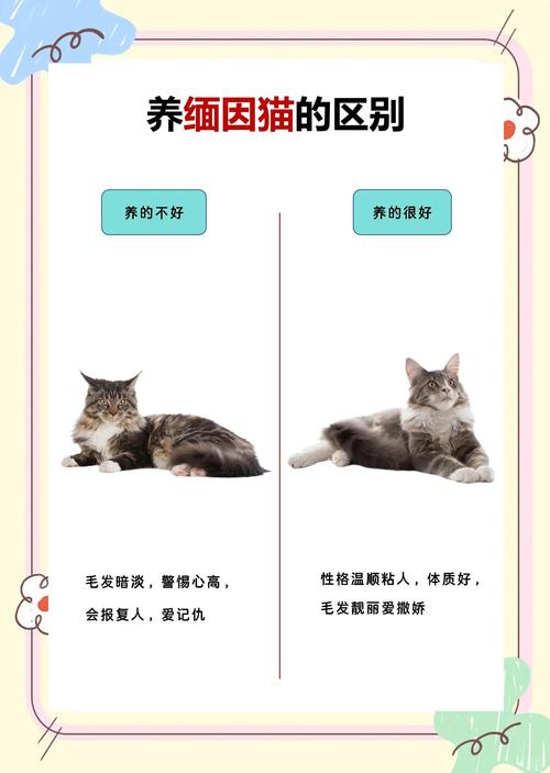 生产完的猫猫要吃什么