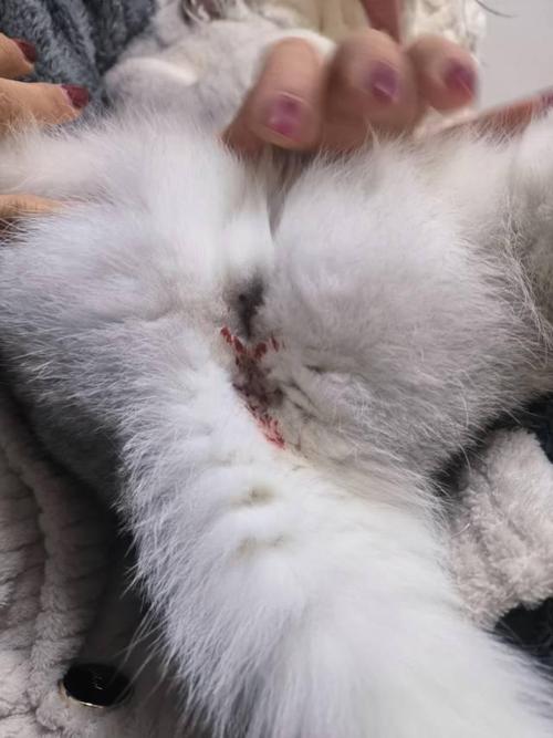 猫咪死了屁股有血