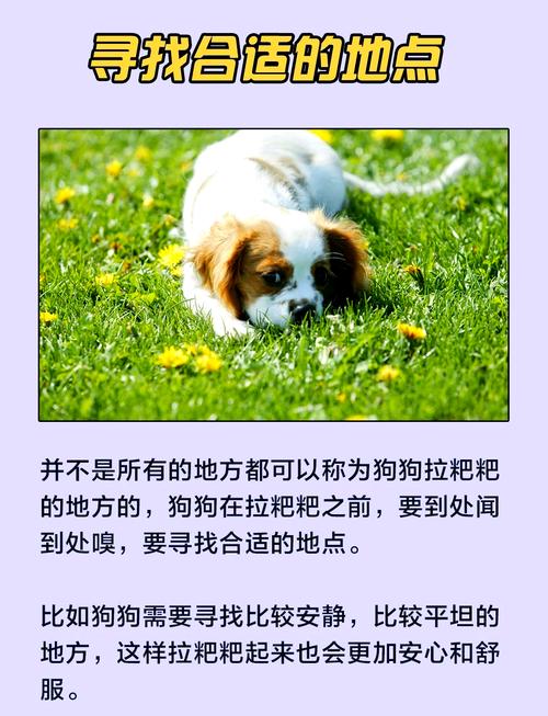 为什么狗狗老了打转