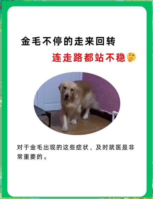狗狗一直转圈是什么病