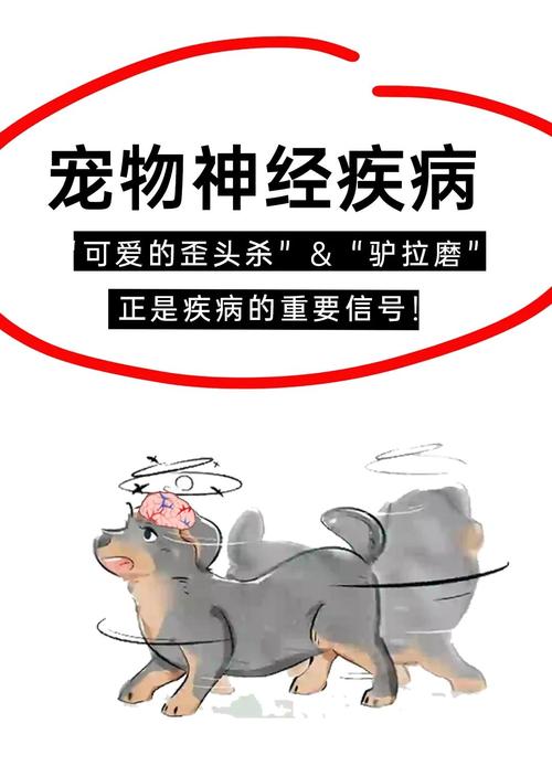 狗狗一直转圈是生病了吗?怎么判断?