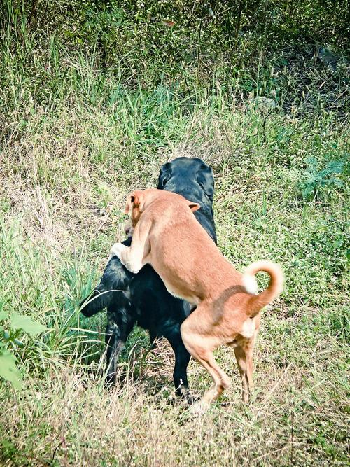 狗狗交配后一般几天会怀孕?
