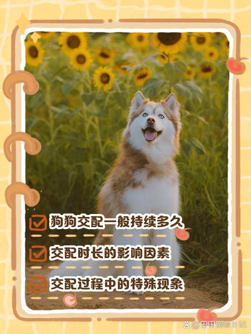 狗狗。每次交配一两分钟会不会怀孕?