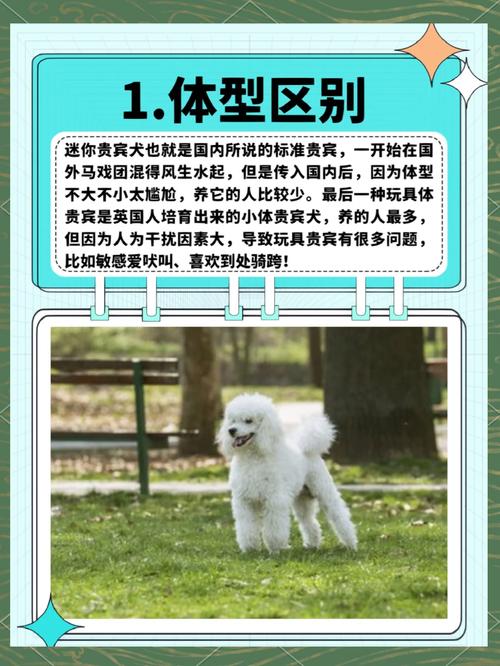 泰迪第一次配种要配多久时间