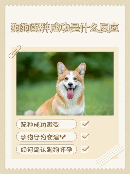 狗狗配种一次需要多长时间