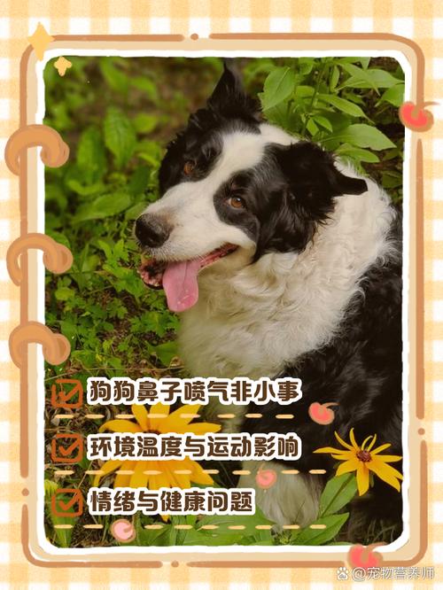 狗狗鼻子喷水怎么回事