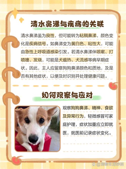 狗狗为什么鼻子里喷水