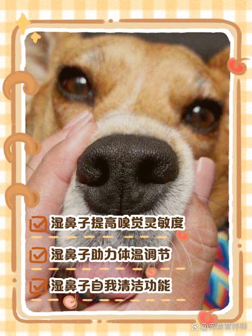 狗狗为什么鼻子喷水