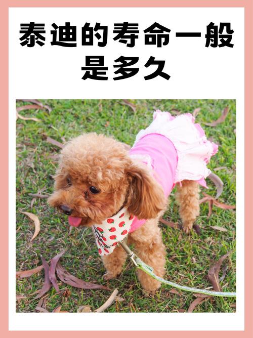 小狗不打疫苗会不会死