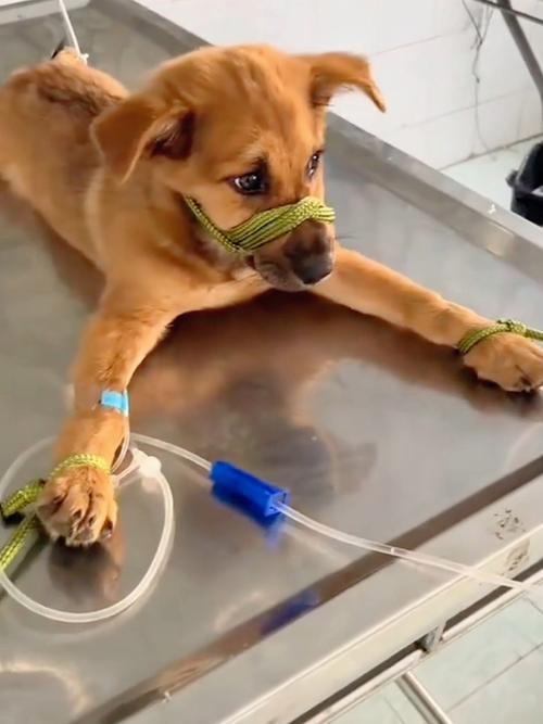 狗狗不打疫苗会死吗