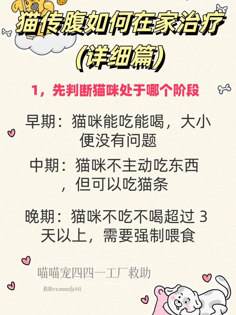 猫胀气怎么把气排出去