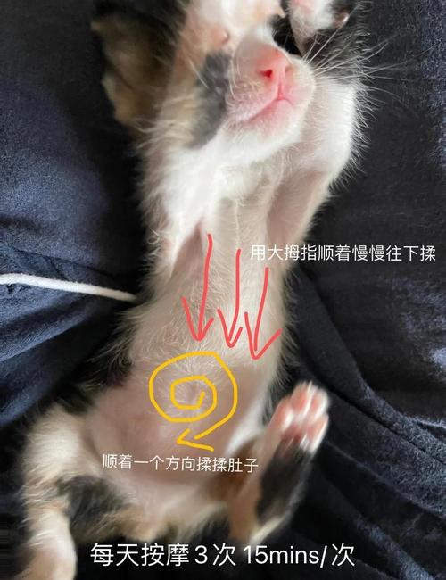 猫肚子胀气怎么办
