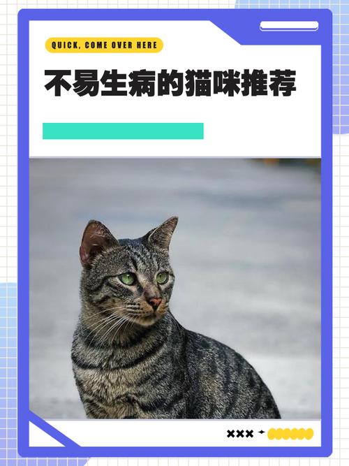 养猫咪不通风容易生病吗