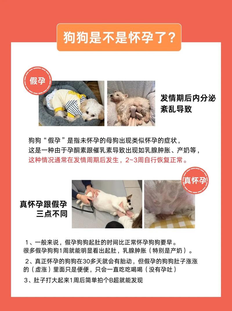 怎么识别狗狗真孕和假孕?