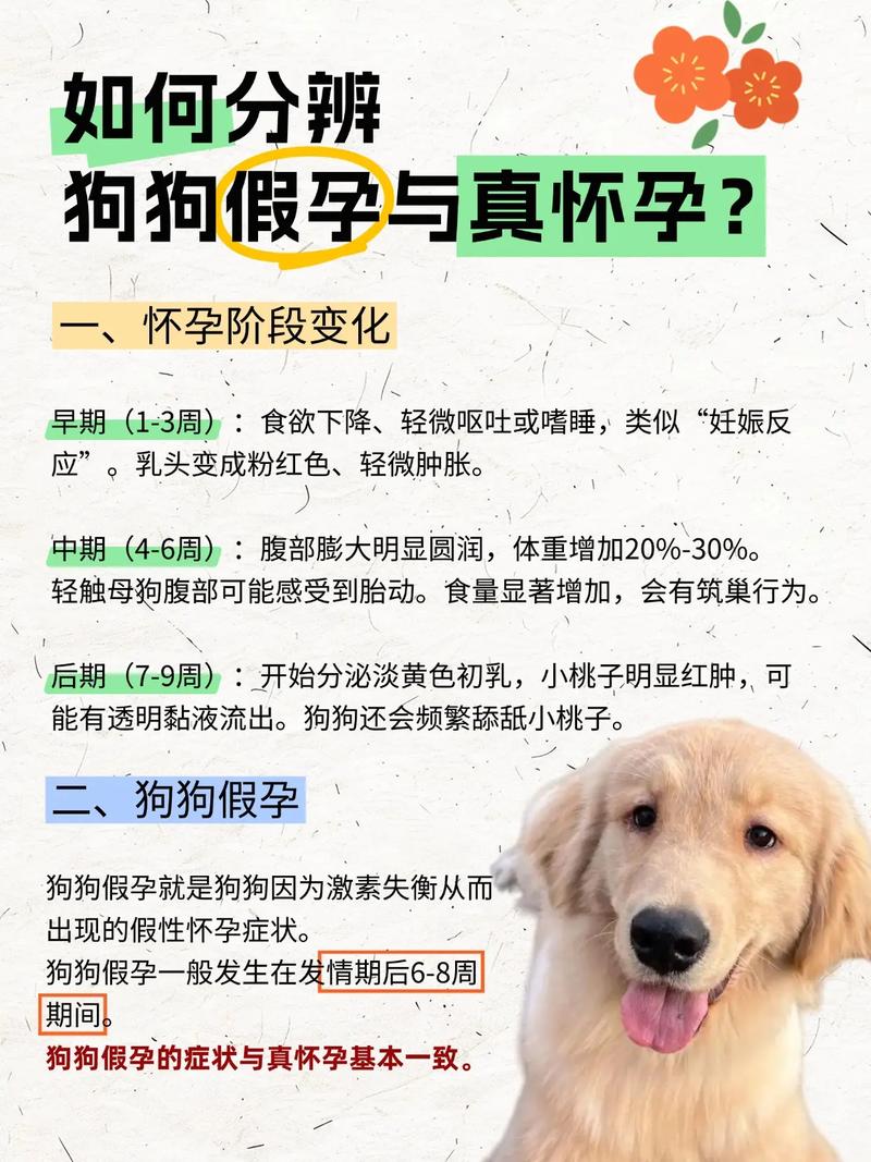 狗狗假孕的症状