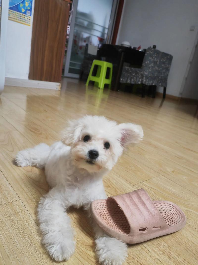 豆腐渣喂养狗狗可以吗?