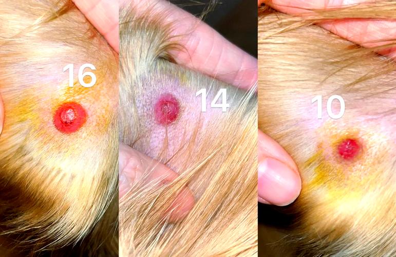 狗狗的耳朵为什么很红很烫