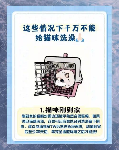 铲屎官注意养猫8_大误区!看你中了几条