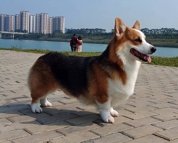 如何给狗狗起名字?