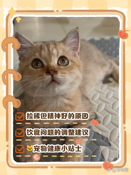个人经验分享:猫咪拉稀但不吐能吃吗