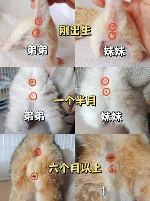 小猫咪怎样分辨公母