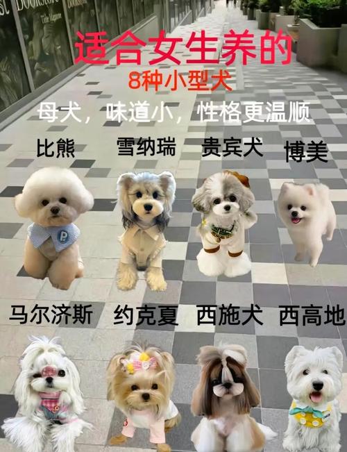 前十适合家养没体味的狗排名