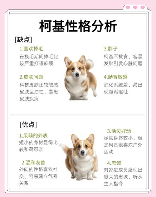 柯基犬的优缺点