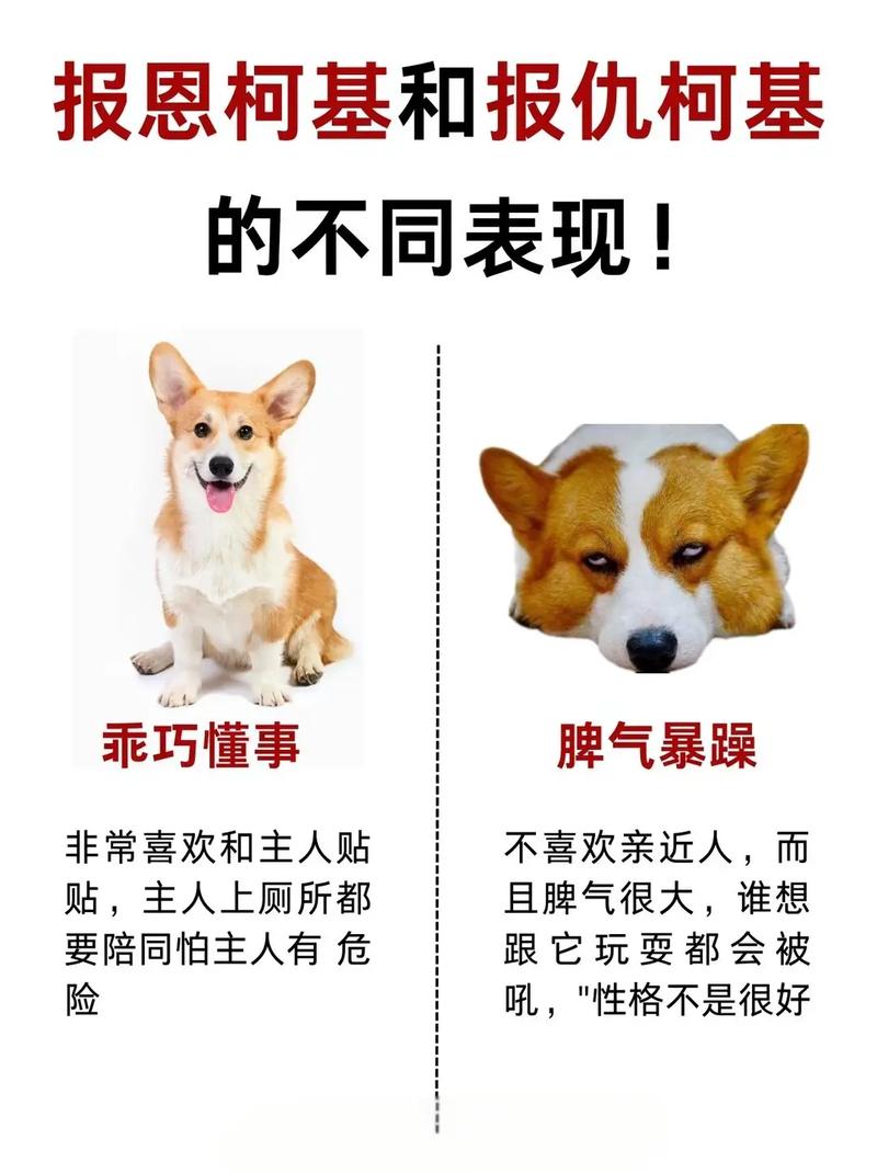 哪些狗狗没有体味好打理?