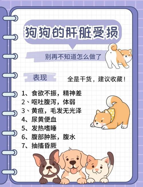 狗狗肝脏受损5大征兆