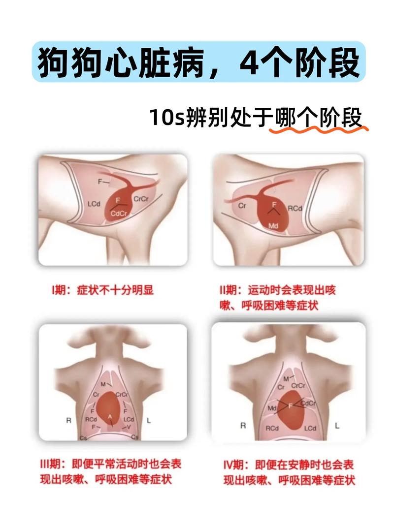 狗狗内脏受损5大征兆