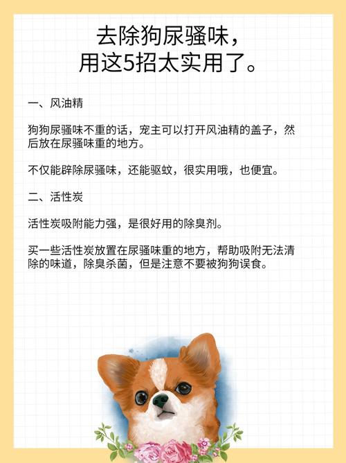 狗狗去臭味10个小偏方