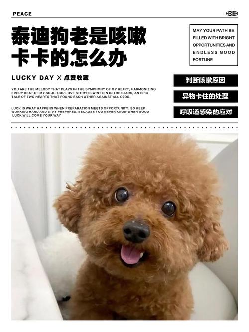 狗狗老了咳嗽怎么办吃什么药