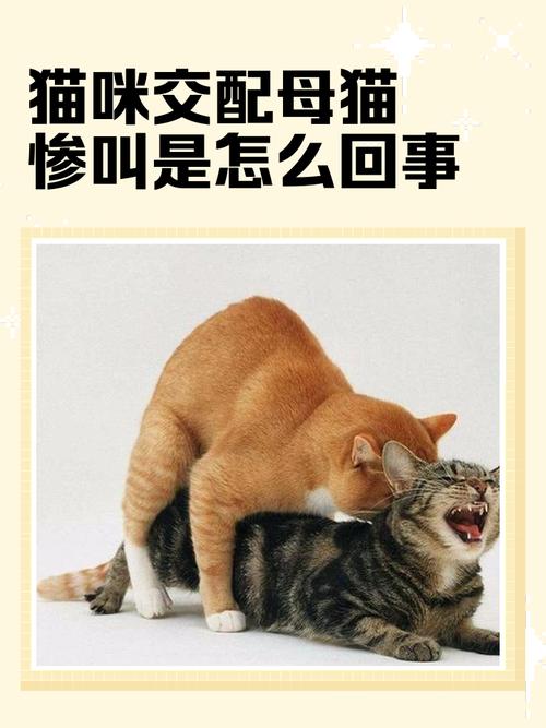 母猫交配过程是怎样的呢?