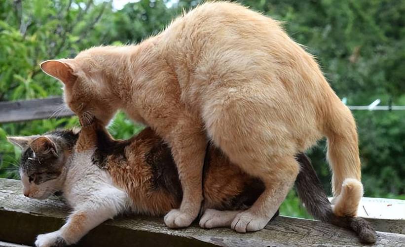 猫咪如何交配?