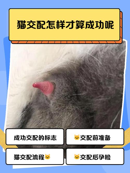 公猫和母猫是如何“交配”的?奇怪的知识又增加了