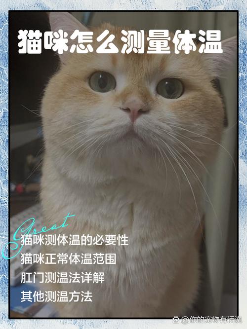 幼猫体温40度正常吗