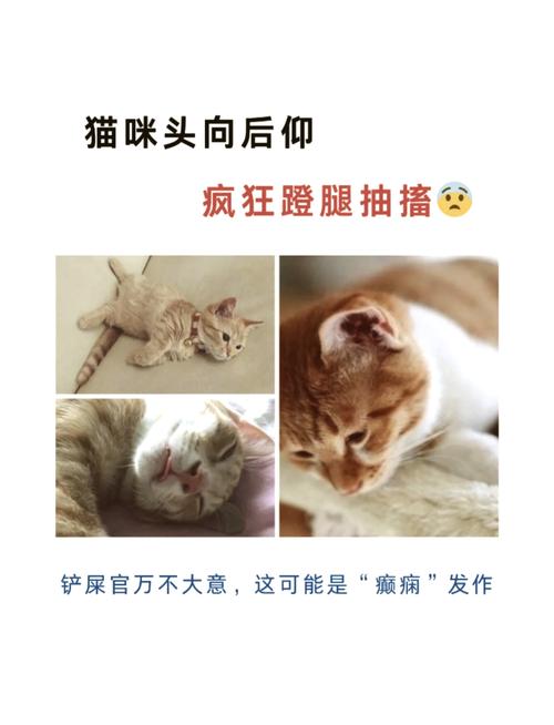 小猫四肢僵硬体温低脑袋后仰什么原因