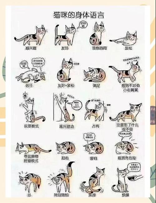 猫咪抖尾巴是什么意思?