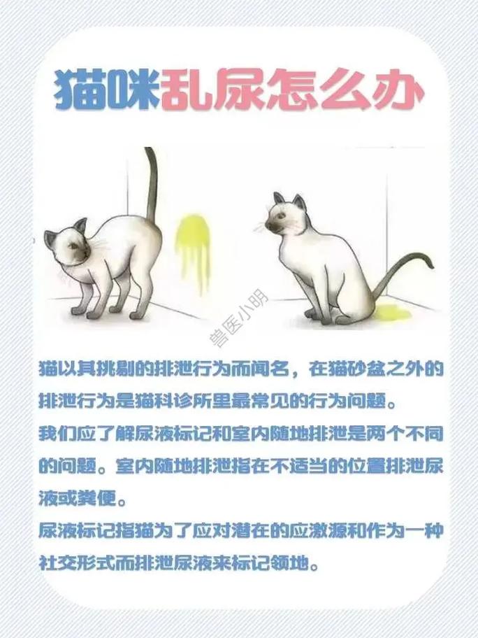 猫咪对着主人抖尾巴是什么情况?