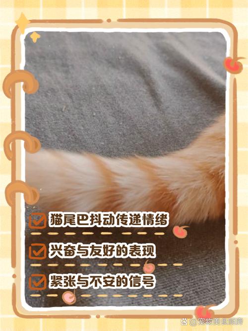 猫咪抖尾巴什么意思