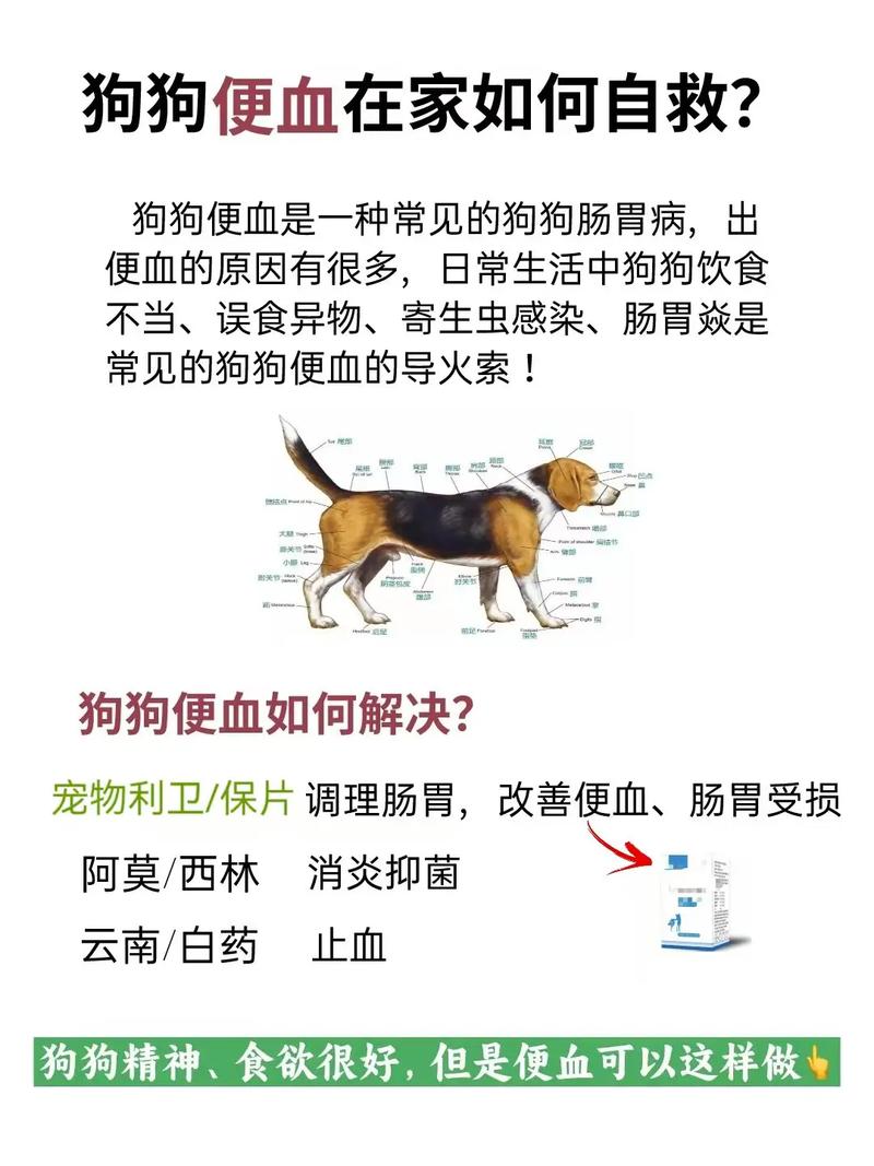 狗狗拉血了,还能救活吗?还是死了?