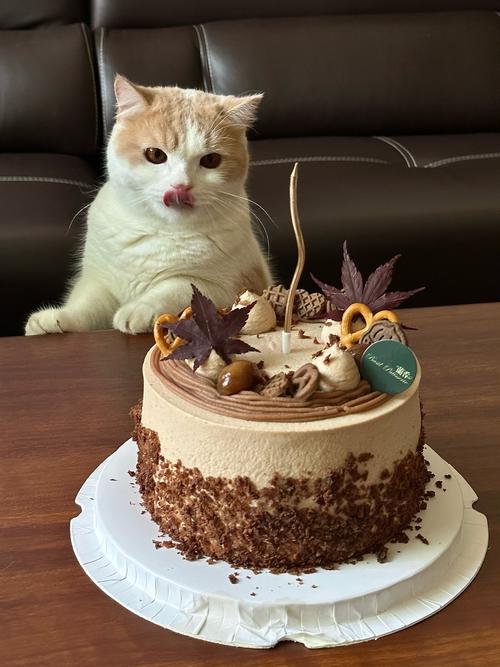 猫咪吃了一点点蛋糕没事吧